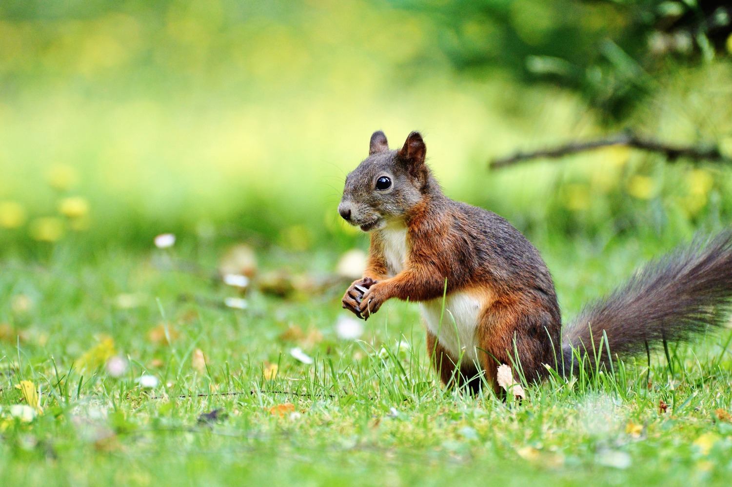 6 Tips for Protecting Your Hammock From Squirrels