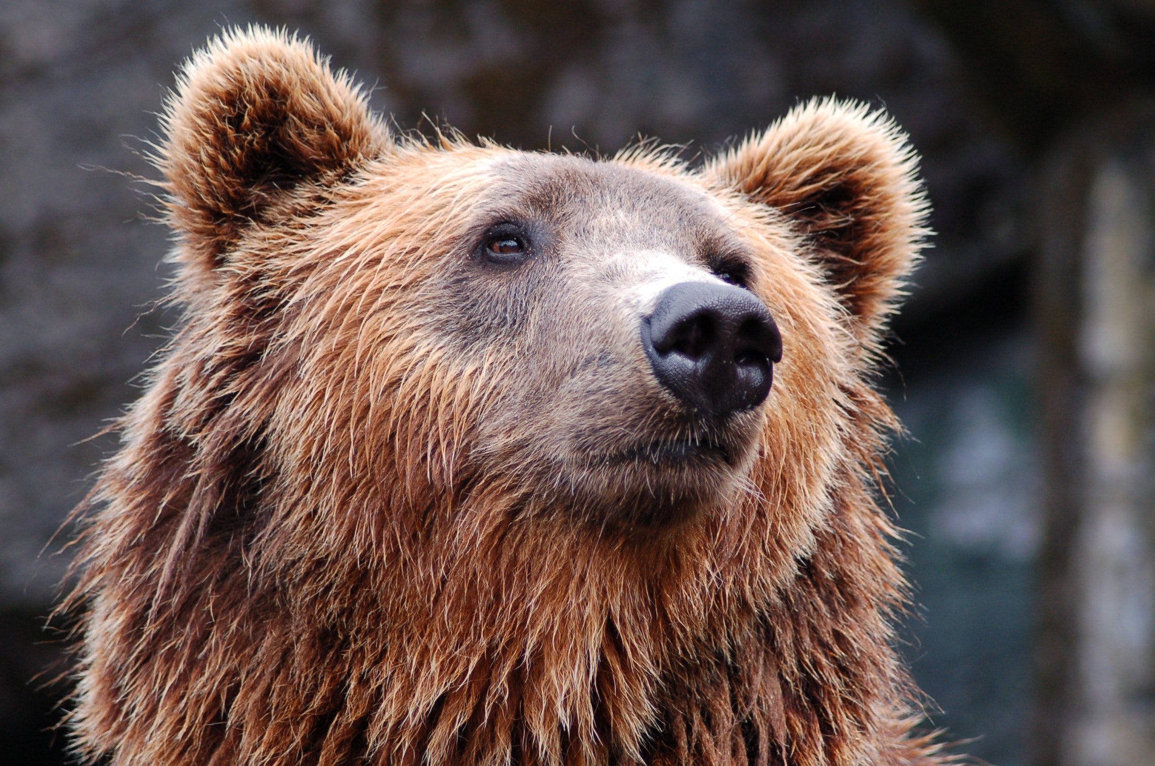 Will Bears Bother You In a Hammock?