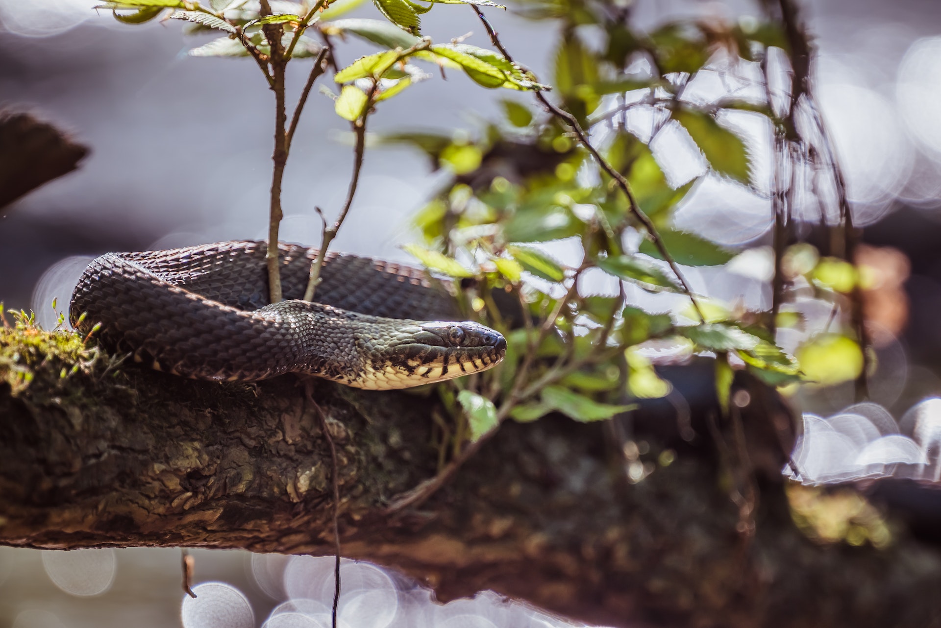 How to Avoid Snakes While Hammocking