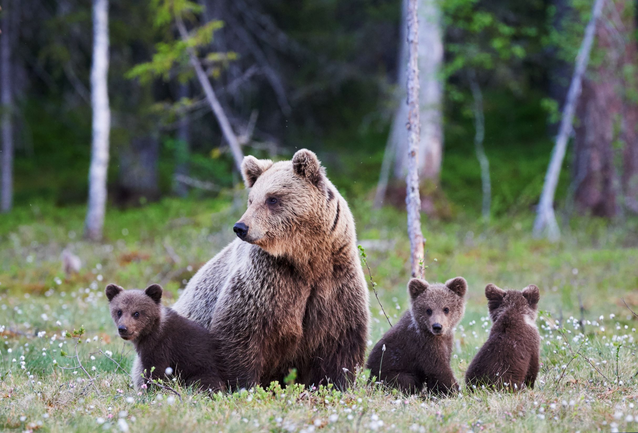 Beginners Guide: Is Hammock Camping Safe from Animals?