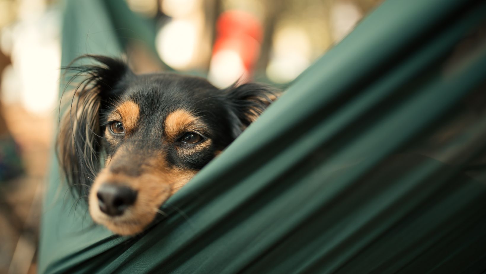 Where Does Your Dog Sleep When Hammock Camping